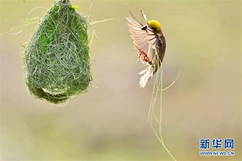 鳥來築巢 風水|鳥築巢風水：提升居家能量的秘訣【鳥築巢風水】 – 香港 算命師。